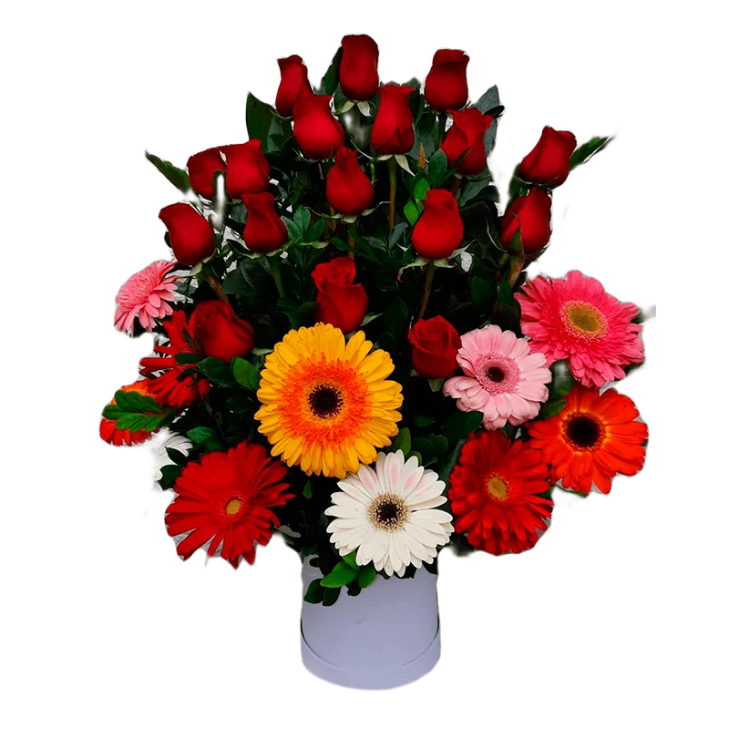 Box Gerberas